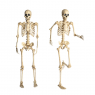 Esqueleto Articulado Con Ojos Led Animados 165cm Halloween