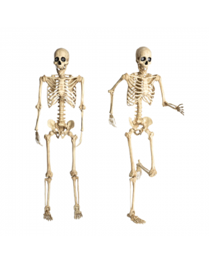 Esqueleto Articulado Con Ojos Led Animados 165cm Halloween