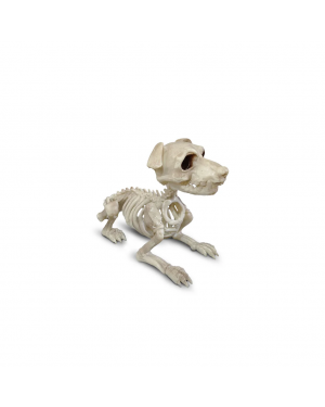 Esqueleto Perro Schnauzer Sentado Decoración Halloween F&m