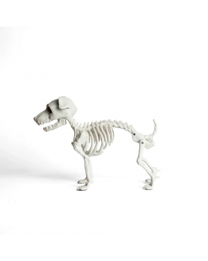 Esqueleto Perro Schnauzer Decoración Halloween F&m